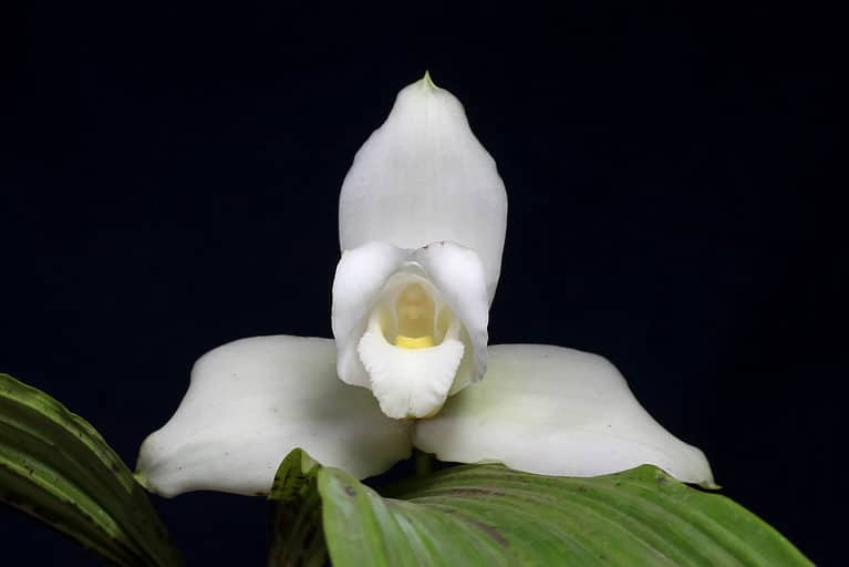 La Monja Blanca