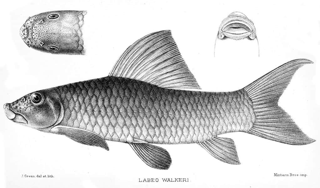 Labeo parvus - One Fish Sometimes Called the African Carp