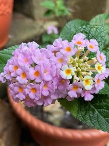 Lantana Seeds: Grow Your Own Beautiful, Flowering Shrub! Picture