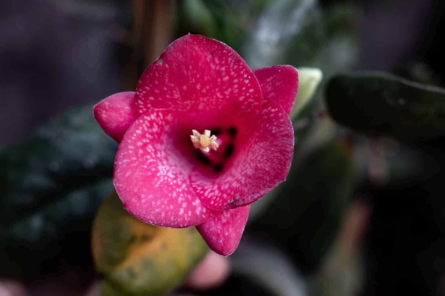 16 Flowers That Mean Sadness AZ Animals