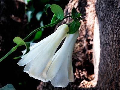A Discover The National Flower of Chile: Lapageria