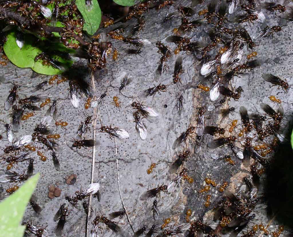 Citronella ants