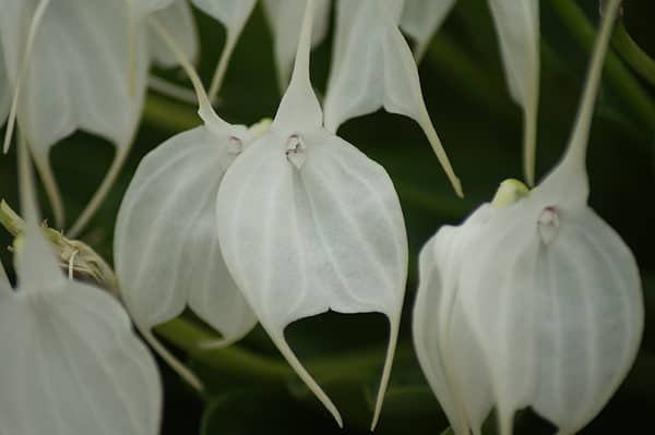Masdevallia tovarensis main image 0