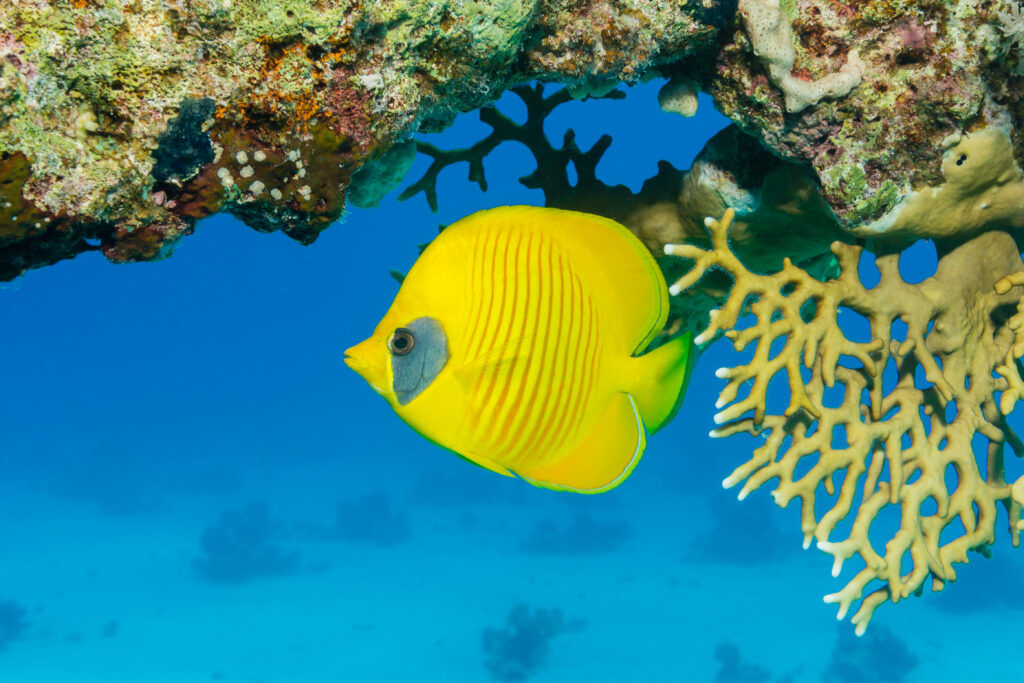 Masked butterflyfish