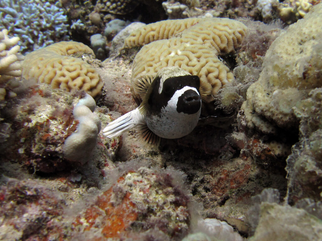 masked pufferfish