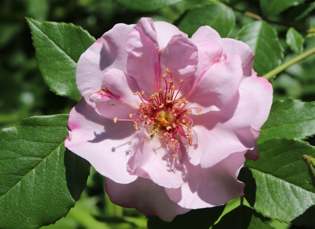 A Mauve Floribunda Rose