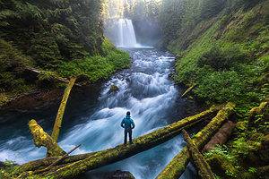 Discover the Largest Forest in Oregon (And What Lives Within It) Picture