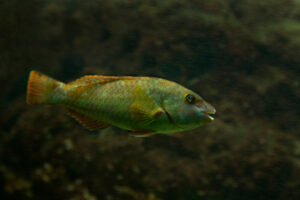 Isral Fish Discover 8 Spectacular Fish Found in Israel - A-Z Animals