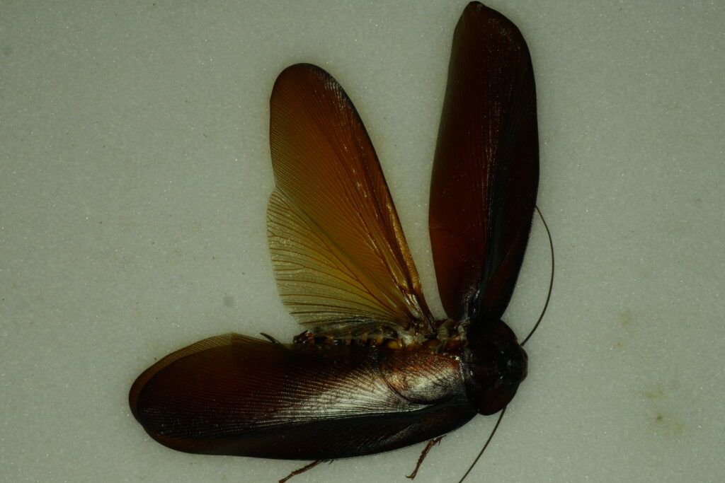 Megaloblatta Longipennis is the largest cockroach in the world