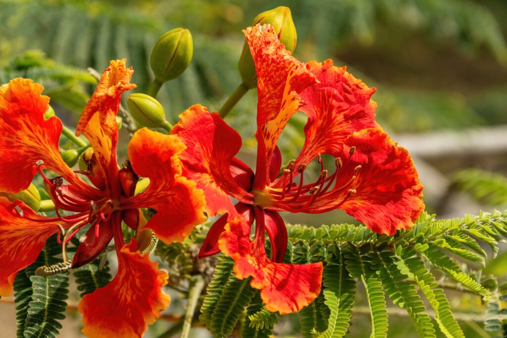 Mexican bird of paradise