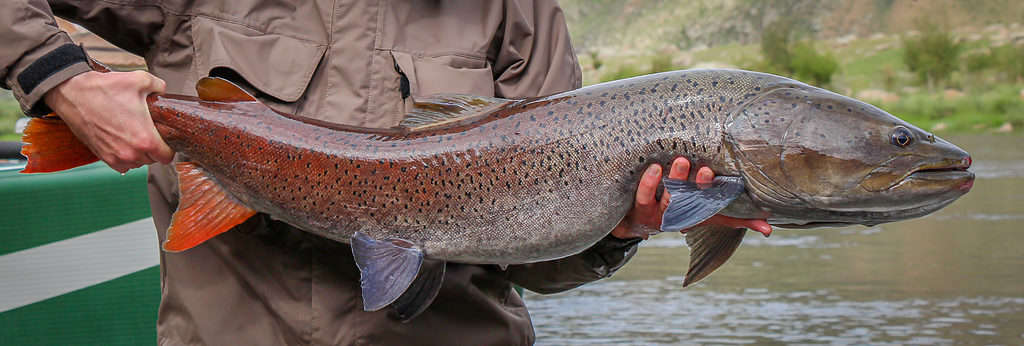 Mongolian Taimen fish