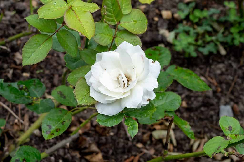 Moondance Floribunda Rose is a white double petaled rose bush. Covered in rain drops
