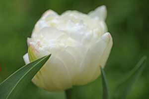 9 Types Of White Tulips for an Elegant Garden Picture