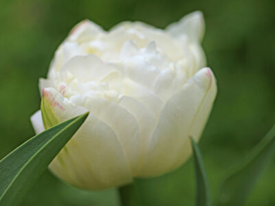 A 9 Types Of White Tulips for an Elegant Garden