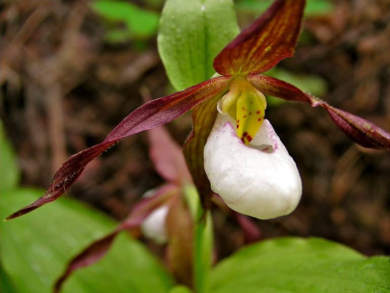 The Mountain Lady's Slipper Orchid (Cypripedium montanum)