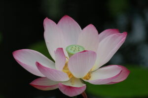 Discover the National Flower of Vietnam: The Lotus Picture