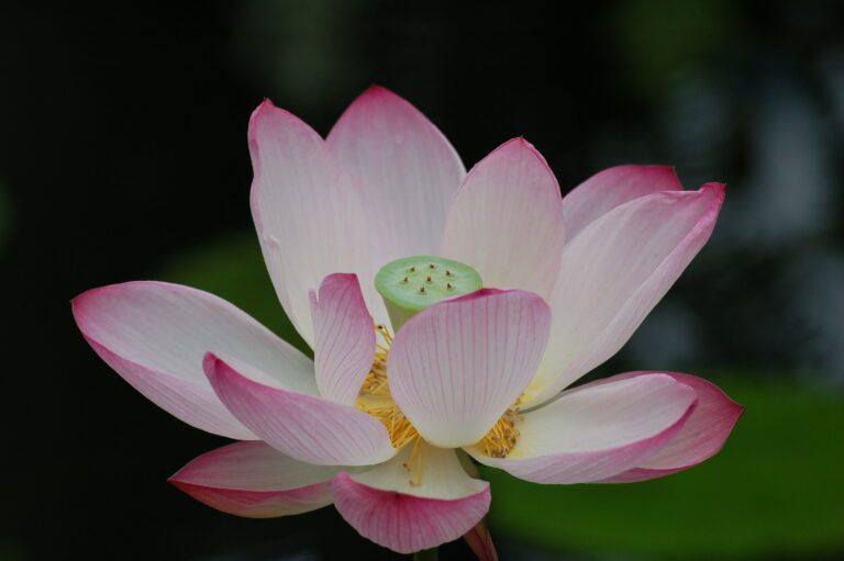 Nelumbo nucifera