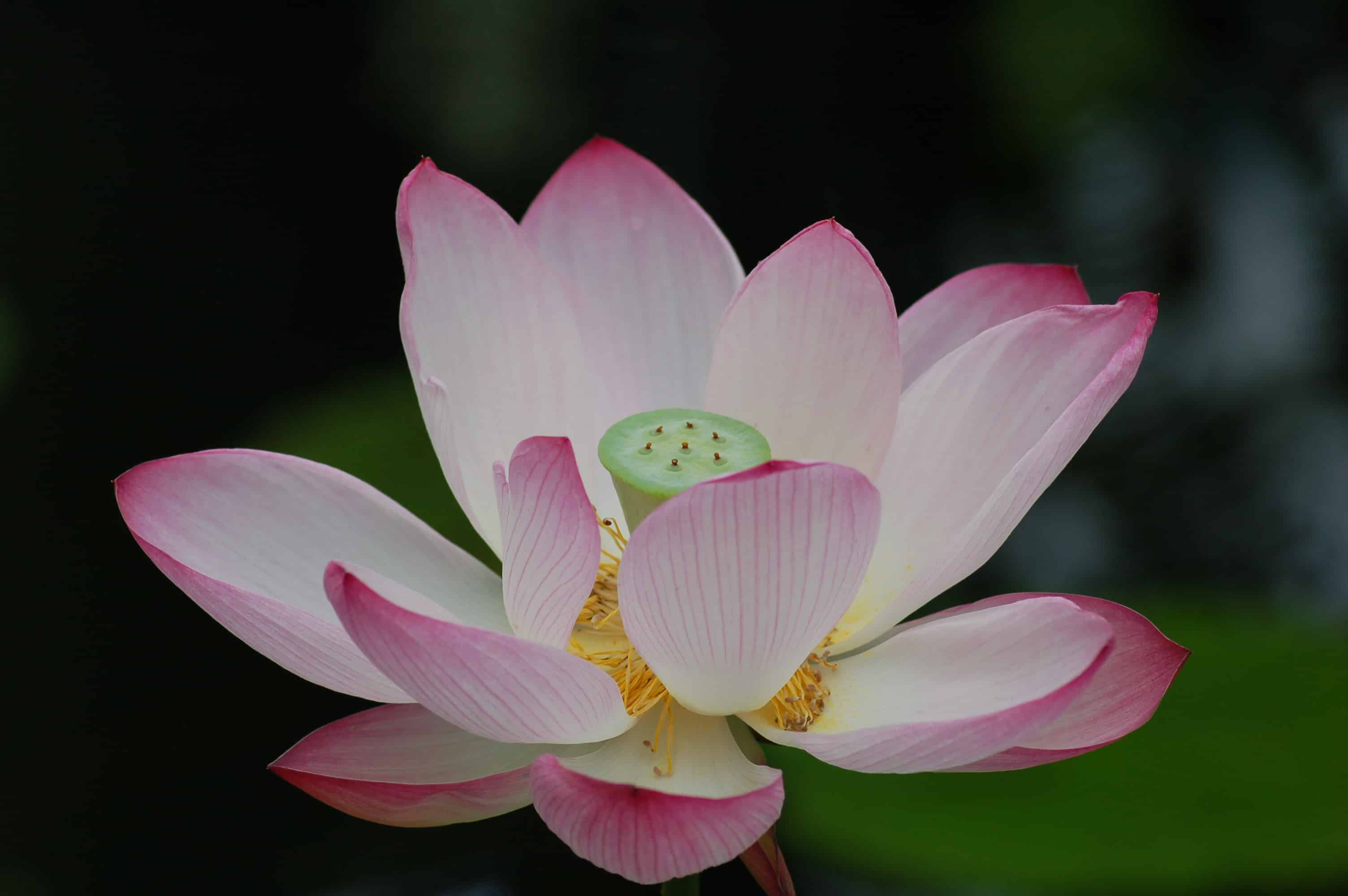 12+ Vietnam Lotus Flower
