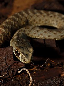 New Species of Snake Found Under Ecuadorian Graves Picture
