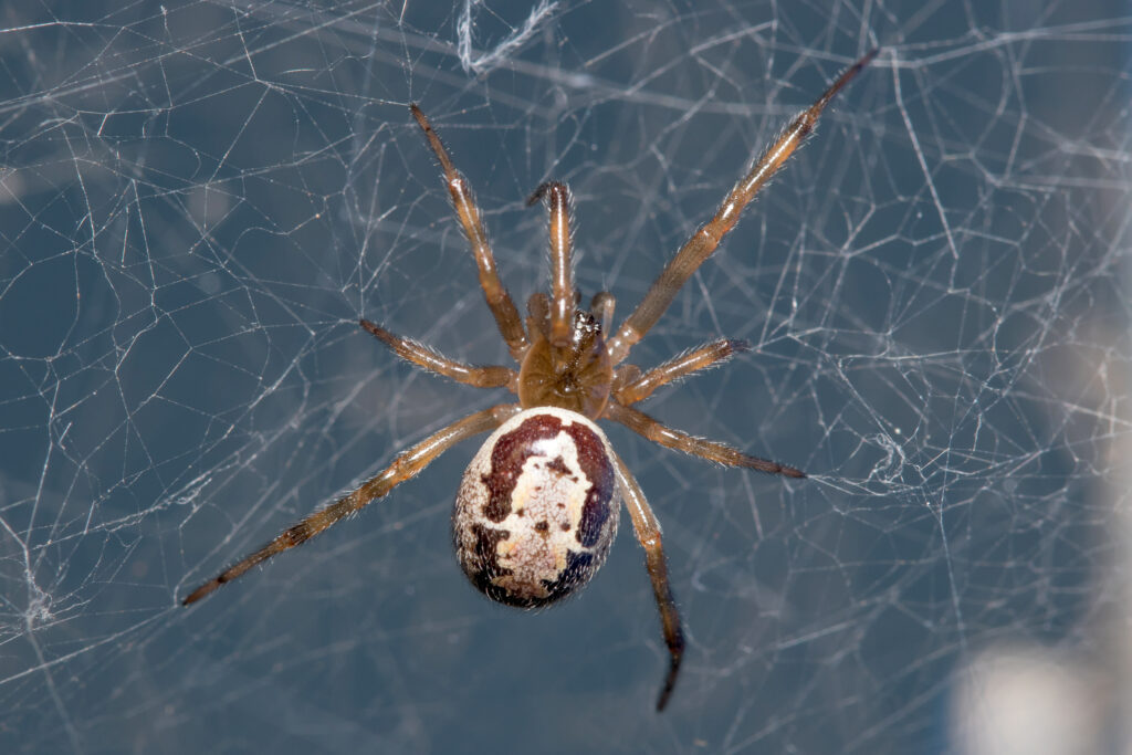 Noble False Widow Spider