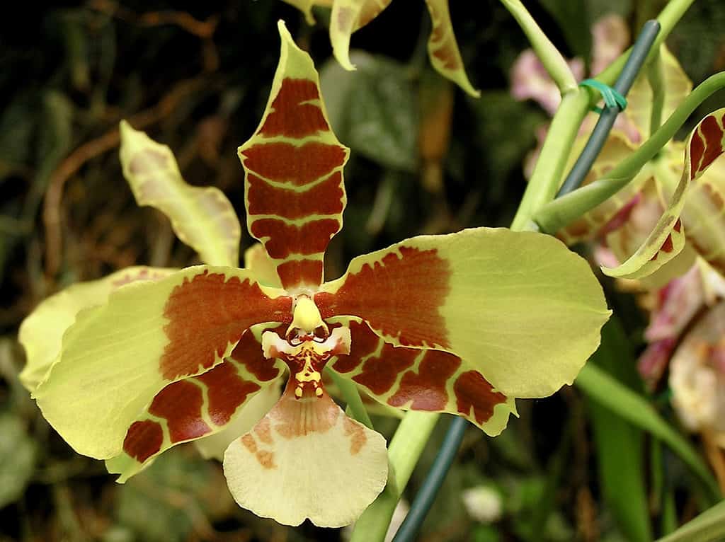 Tiger mouth orchid (Rossioglossum grande)