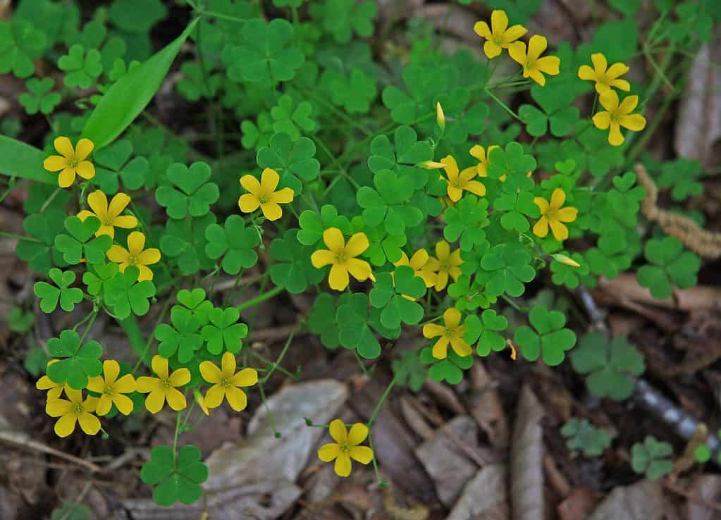 Yellow wood sorrel (Oxalis stricta) clover