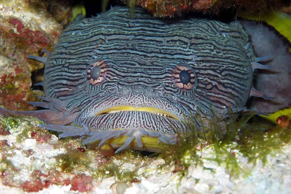 Whitelined Toadfish