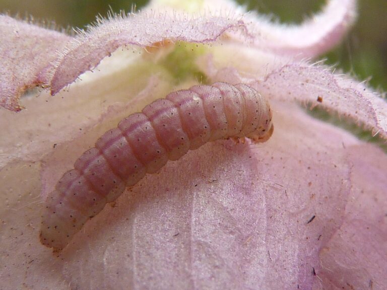 A pink bollworm on a lightly colored green leaf with veins. The worm is facing the right top corner from. It is pink.