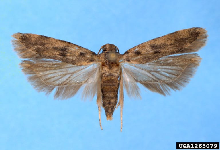 Pink bollworm moth against sky blue isolate. The moth is mostly brown and gray. Its forewings are brindles, its hindwing are creamy/tan and fringed. The moth is center frame with its back o the camera.