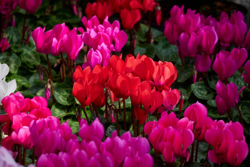 Persian cyclamen flowering plant