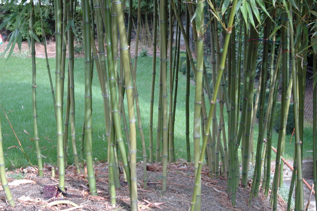 Japanese timber bamboo Phyllostachys bambusoides