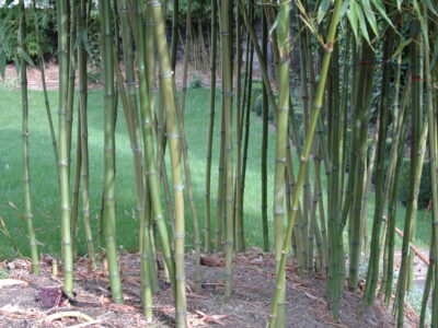 A Bamboo in New York: What You Need to Know