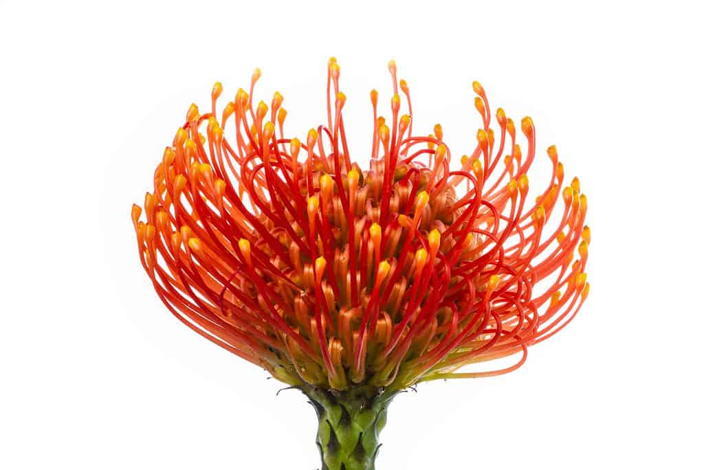 Pincushion protea