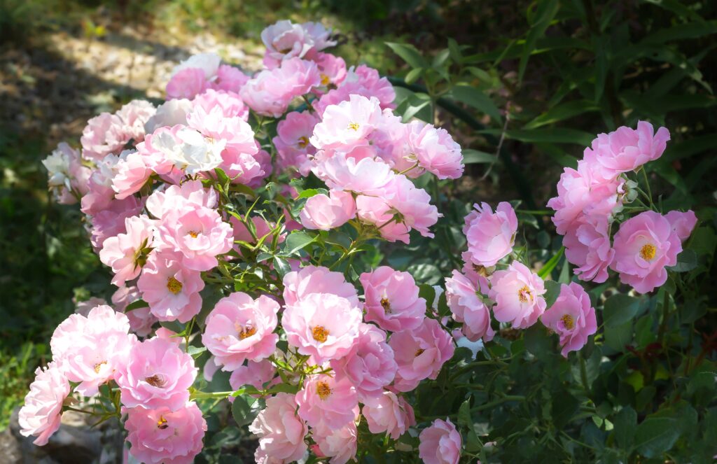 groundcover roses in pale lilac, single petaled, sprawling along the ground less than 3 feet tall. 