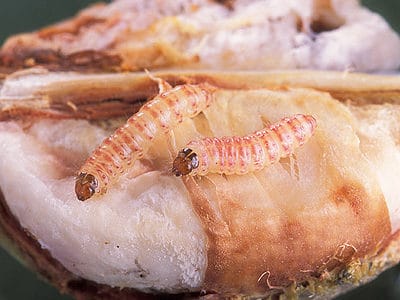 Pink Bollworm Picture