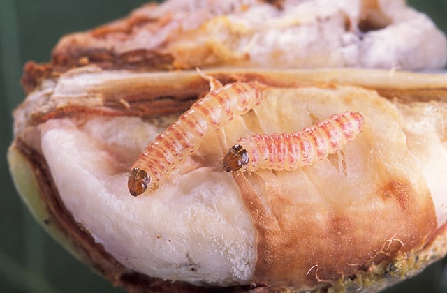 Two mature pink bollworm larvae on a decimated cotton boll The worms are pink with brown heads. They are facing the left. the destroyed cotton boll is white.
