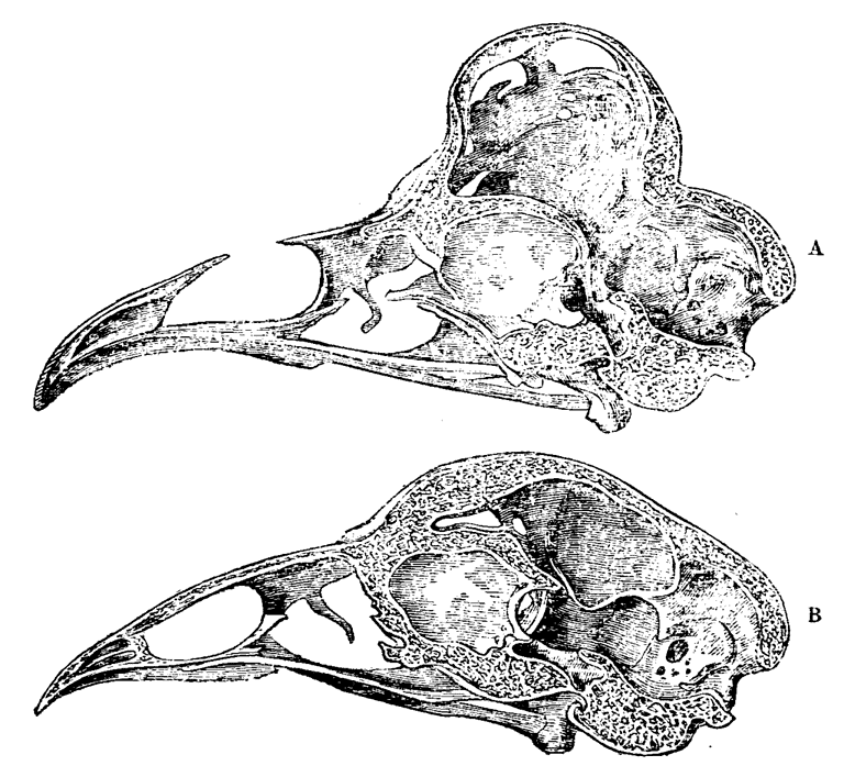 Polish chicken skull vs. Cochin chicken skull