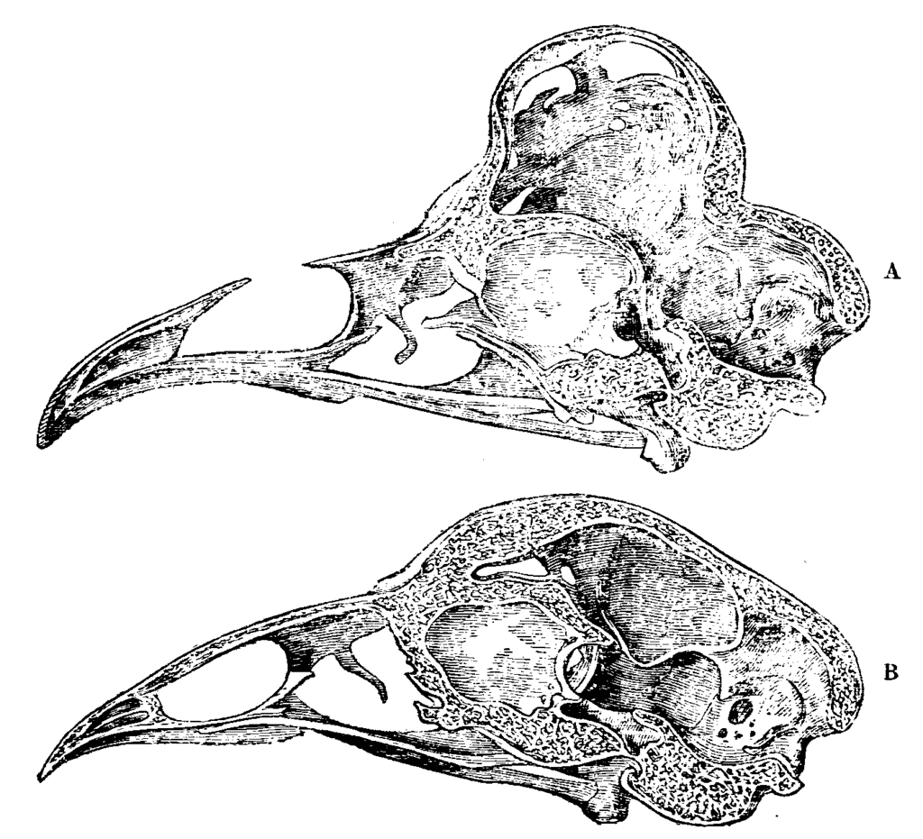 Polish chicken skull vs. Cochin chicken skull