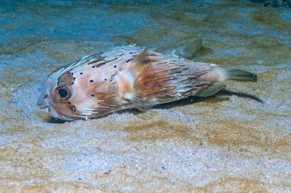 Porcupinefish