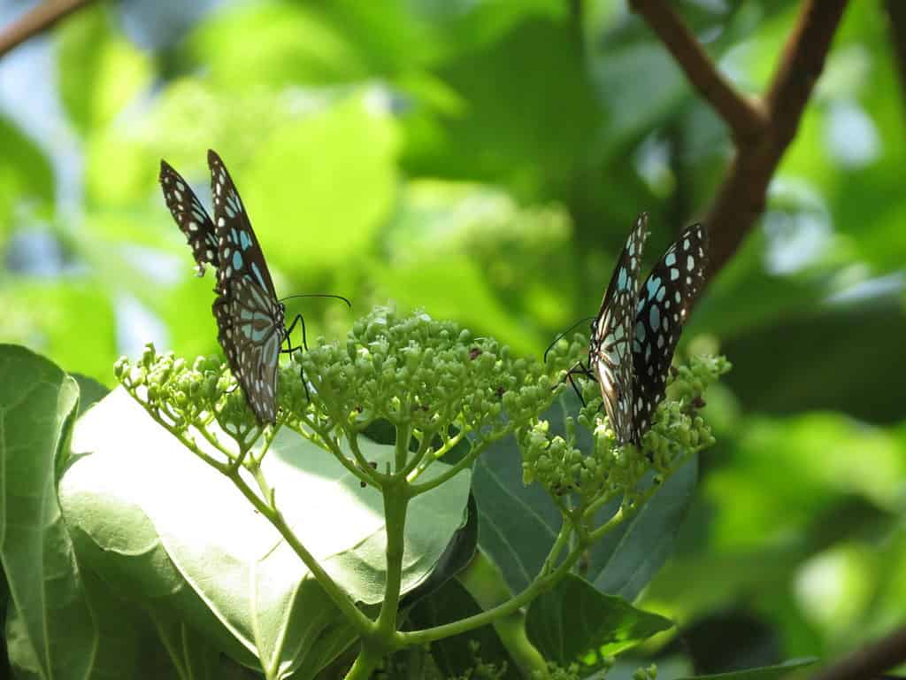 Butterflies feeding on Premna serratifolia