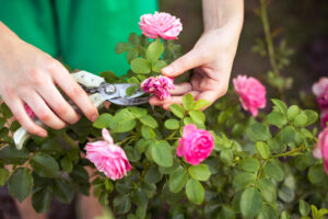 How to Prune Roses for Winter Picture