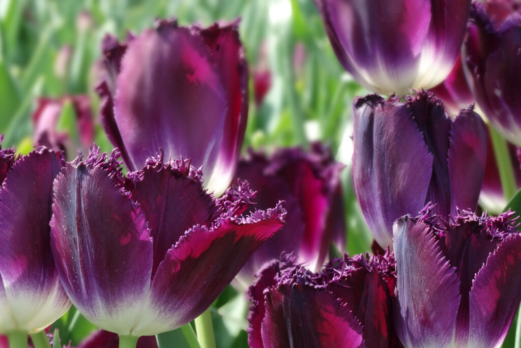 Purple crystal tulip
