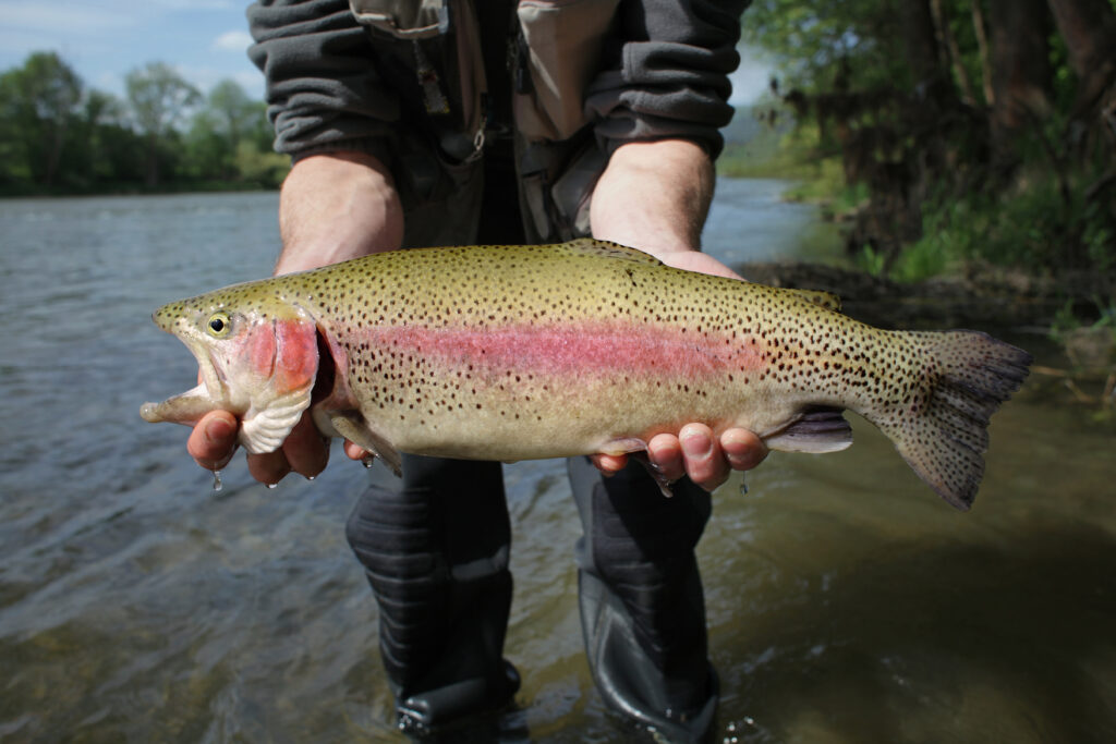 Bigger Than A Bowling Ball! The Largest Rainbow Trout Ever Caught In