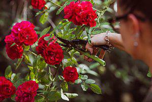 How To Trim Roses Picture