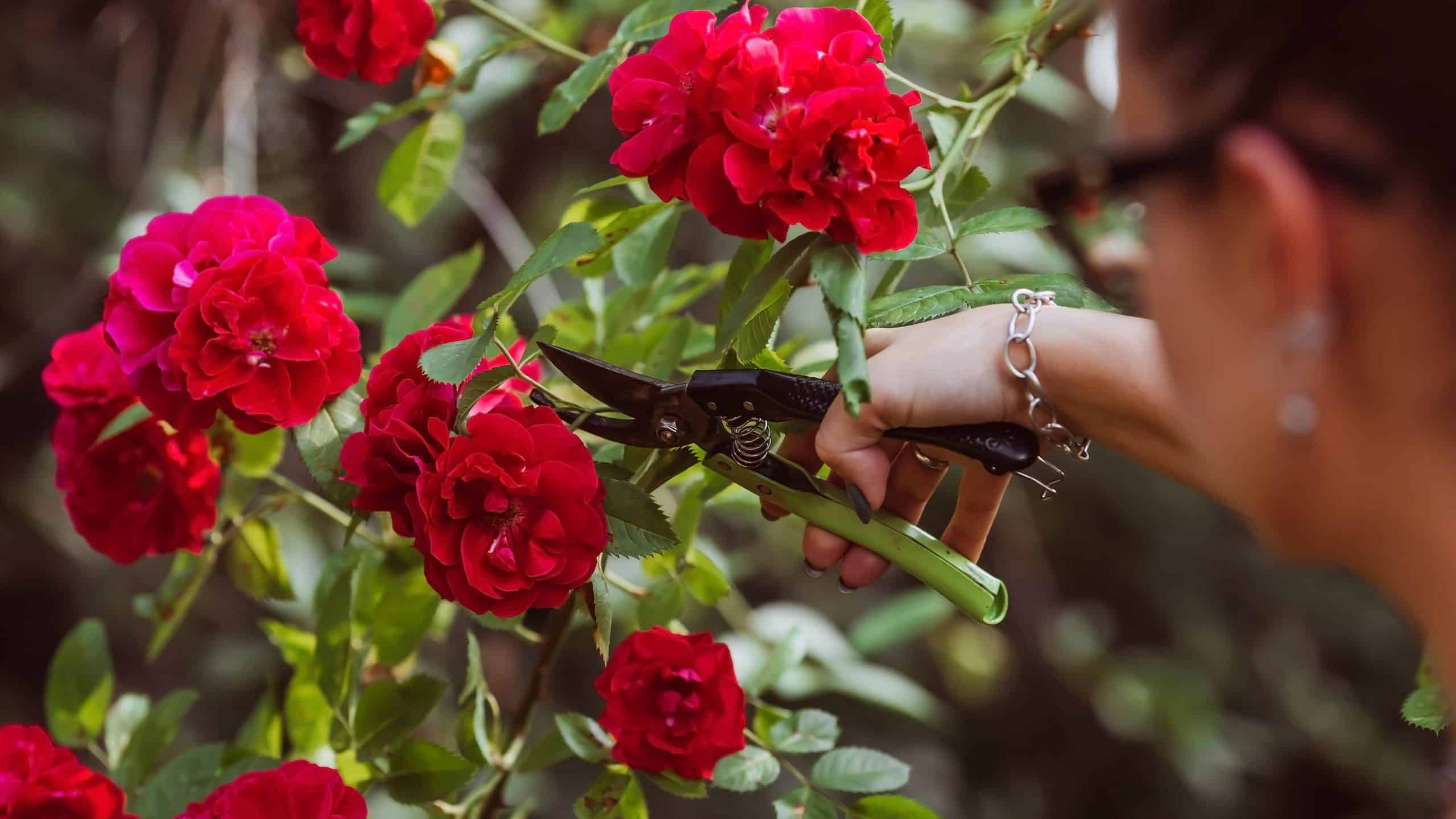 Red Hedge Rose. a beautiful red rose in the gardener's hand.