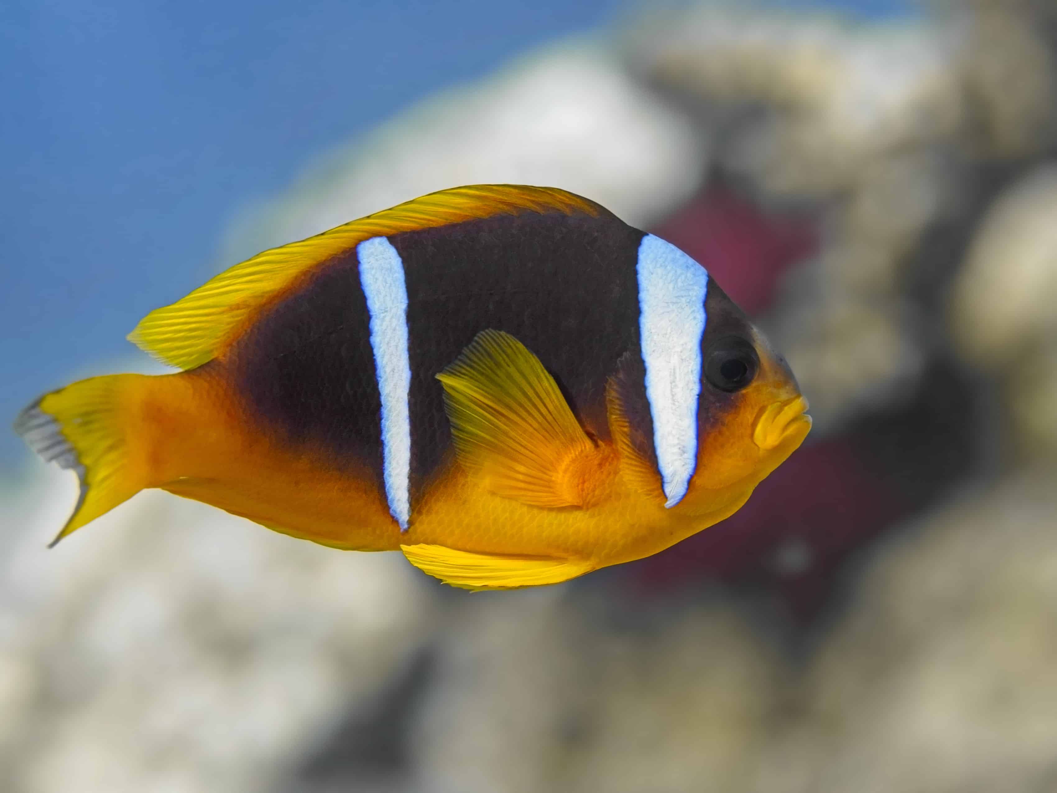 Red Sea clownfish