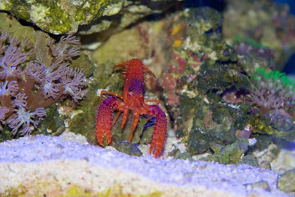 Reef Lobster