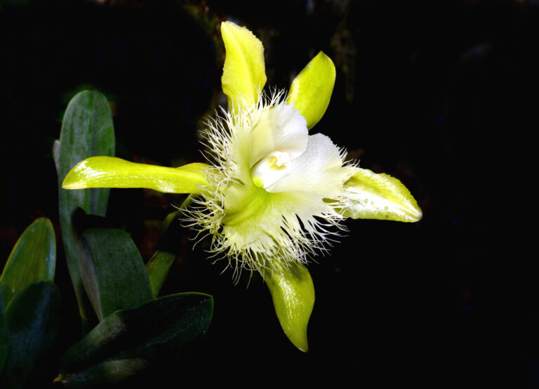 Discover The National Flower Of Honduras Rhyncholaelia Digbyana A Z