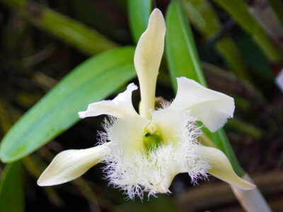 A Discover The National Flower of Honduras: Rhyncholaelia Digbyana