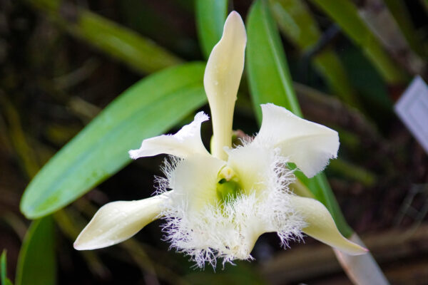 Rhyncholaelia digbyana is Honduras’ national flower.